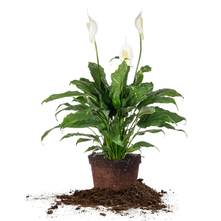 peace lily variegated price Variegated Peace Lily for Sale | Buy Houseplants Online
