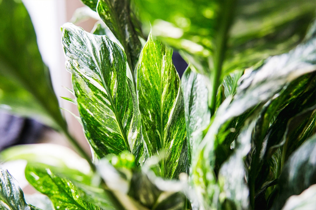yellow variegated peace lily Variegated Peace Lily for Sale | Buy Houseplants Online