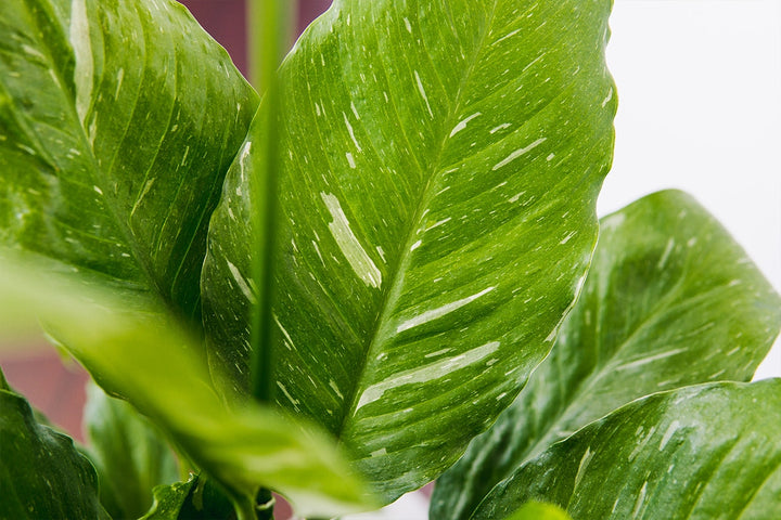 peace lily with striped leaves Variegated Peace Lily for Sale | Buy Houseplants Online