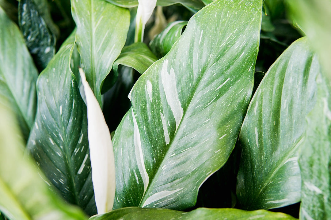 variegated peace lily plant Variegated Peace Lily for Sale | Buy Houseplants Online