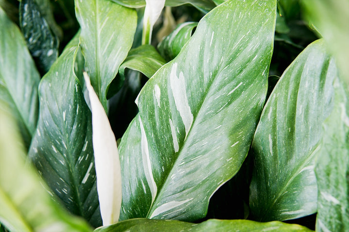 variegated peace lily types Variegated Peace Lily for Sale | Buy Houseplants Online