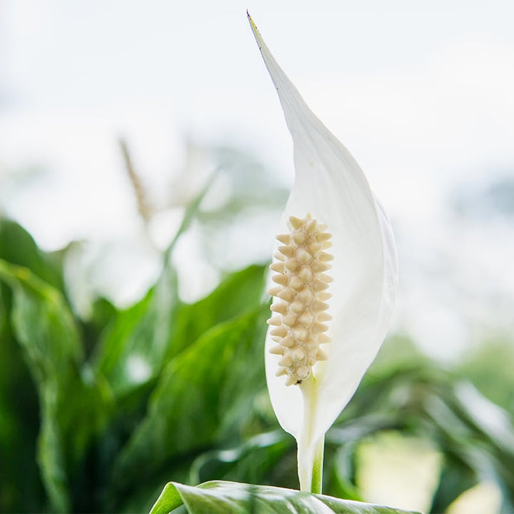 buy peace lily Variegated Peace Lily