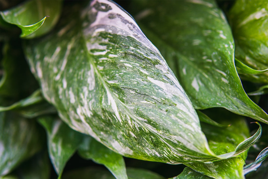 striped peace lily Variegated Peace Lily for Sale | Buy Houseplants Online
