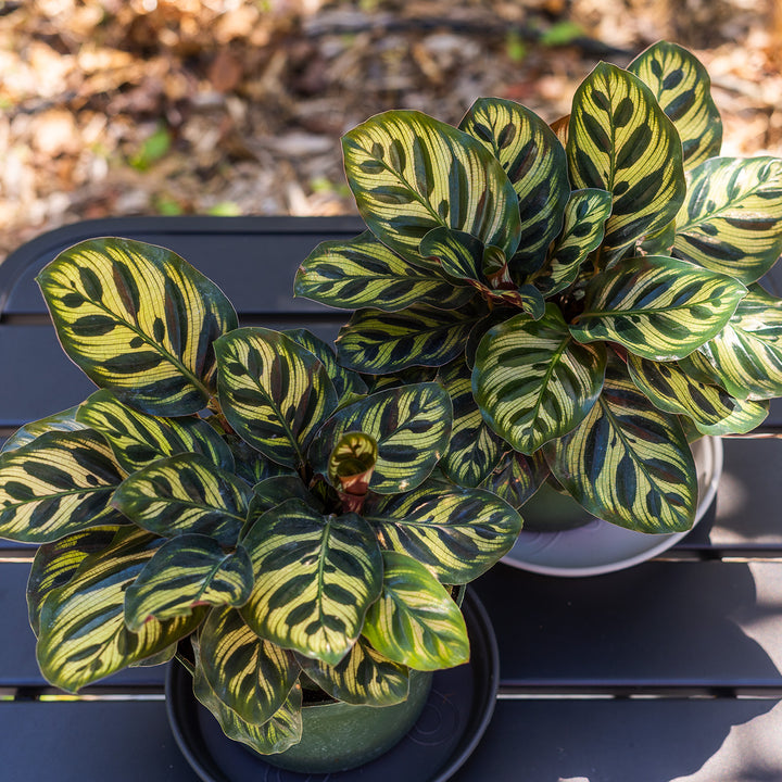 peacock house plant Peacock Calathea Makoyana Plant - 6 Inch Pot