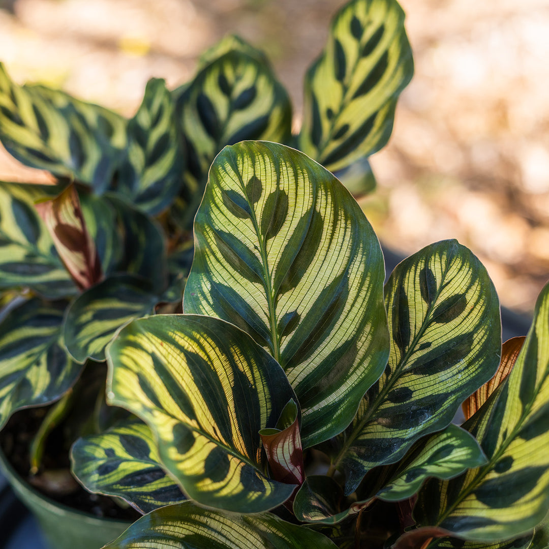 makoyana plant Peacock Calathea Makoyana Plant - 6 Inch Pot
