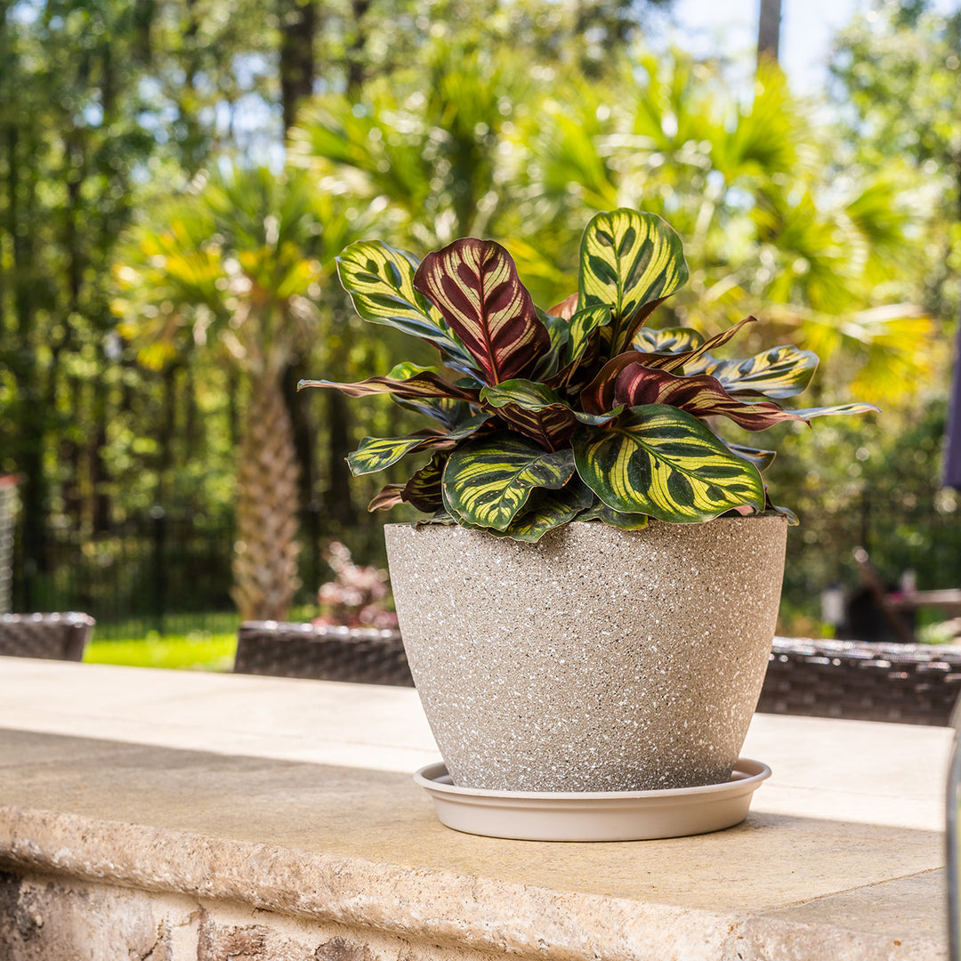 Peacock Calathea Makoyana Plant - 6 Inch Pot