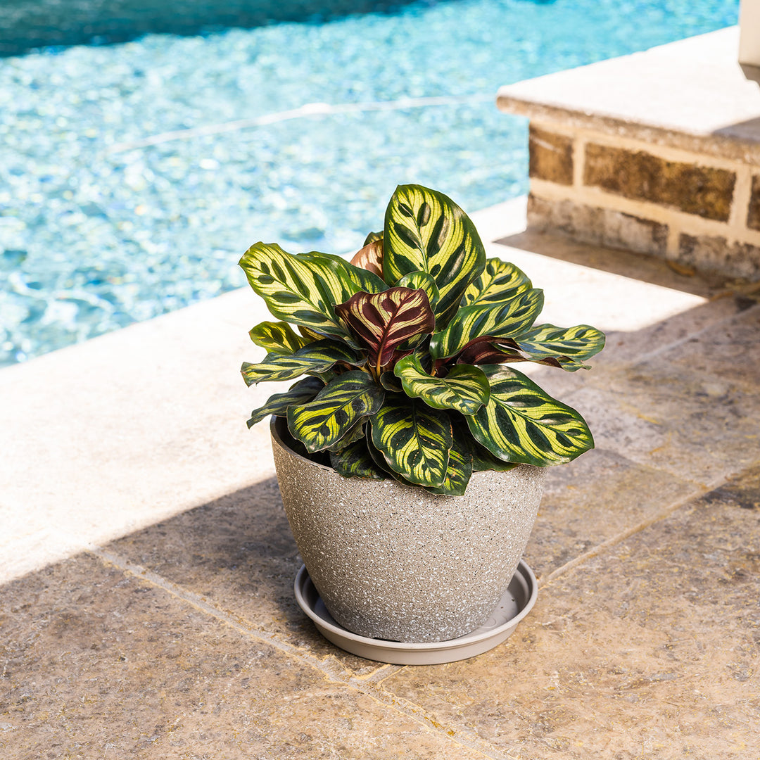 Peacock Calathea Makoyana Plant - 6 Inch Pot