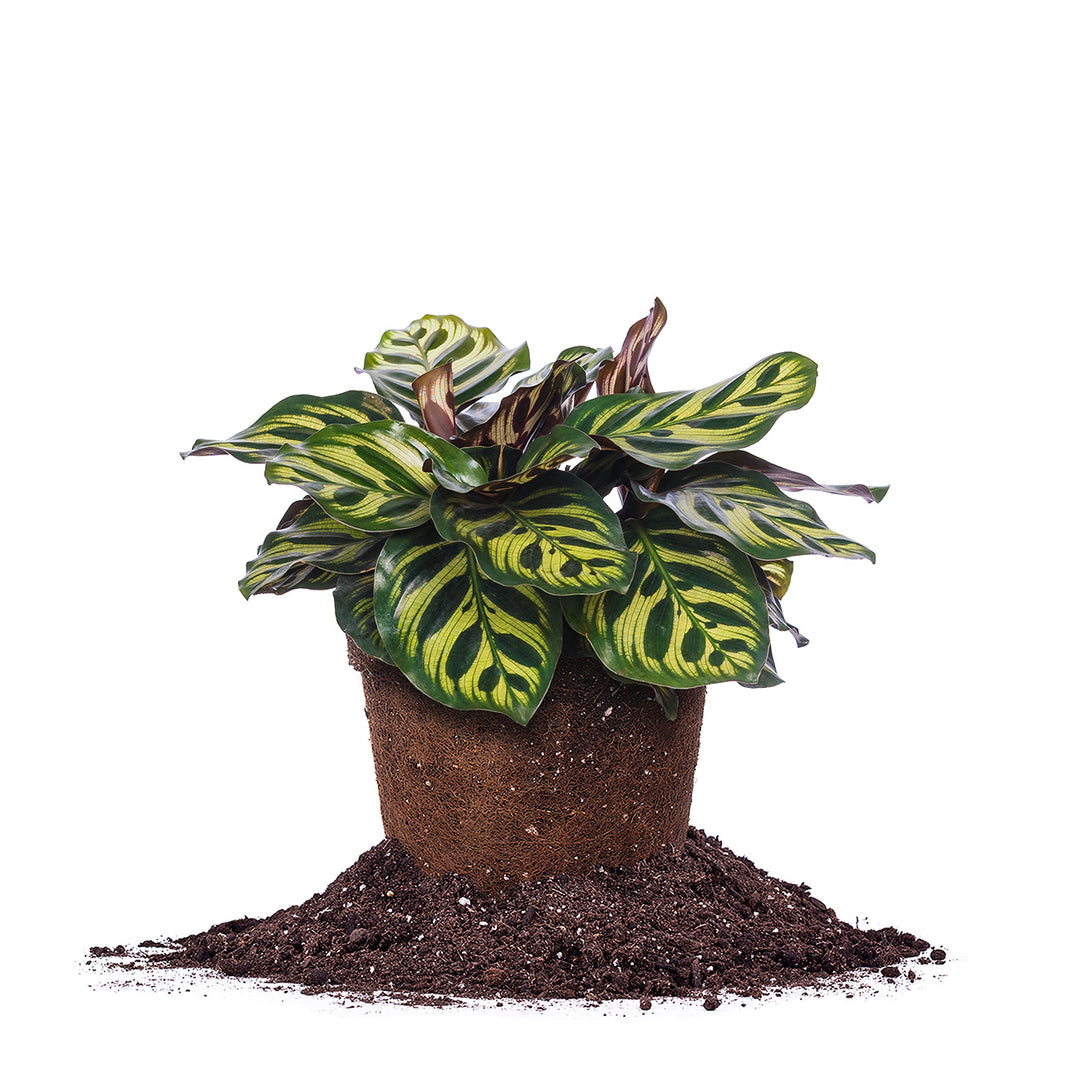 peacock plant air purifier Peacock Calathea Makoyana Plant - 6 Inch Pot