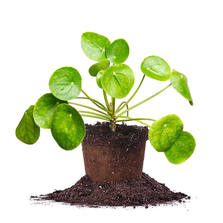 Buy Pilea peperomiodes