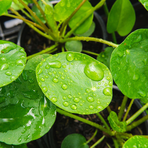 chinese money plant online Buy Pilea peperomiodes