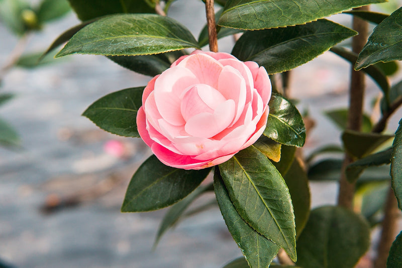 Pink Perfection Camellia