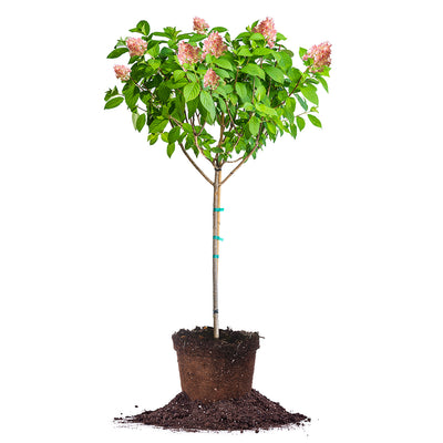 Pink Diamond® Hydrangea Tree