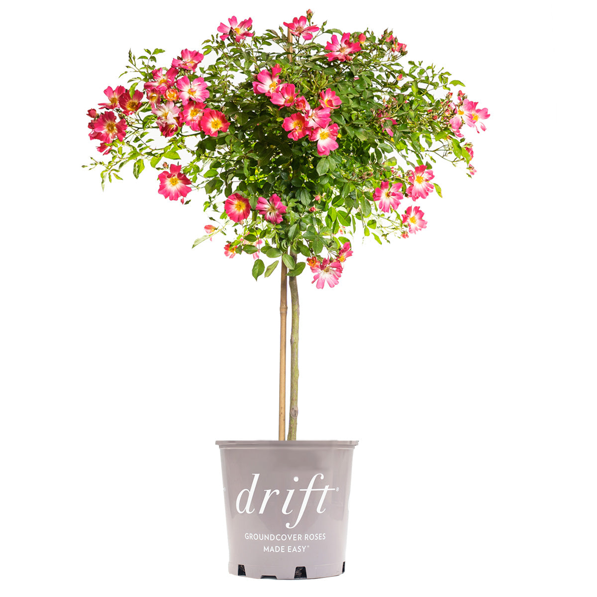 Pink Drift® Rose Tree for Sale | Buy Rose Trees | Perfect Plants