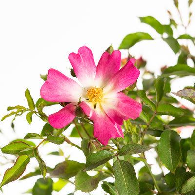 Pink Drift® Rose Tree