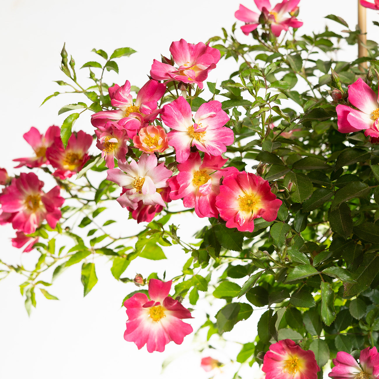 Pink Drift® Rose Tree for Sale | Buy Rose Trees | Perfect Plants