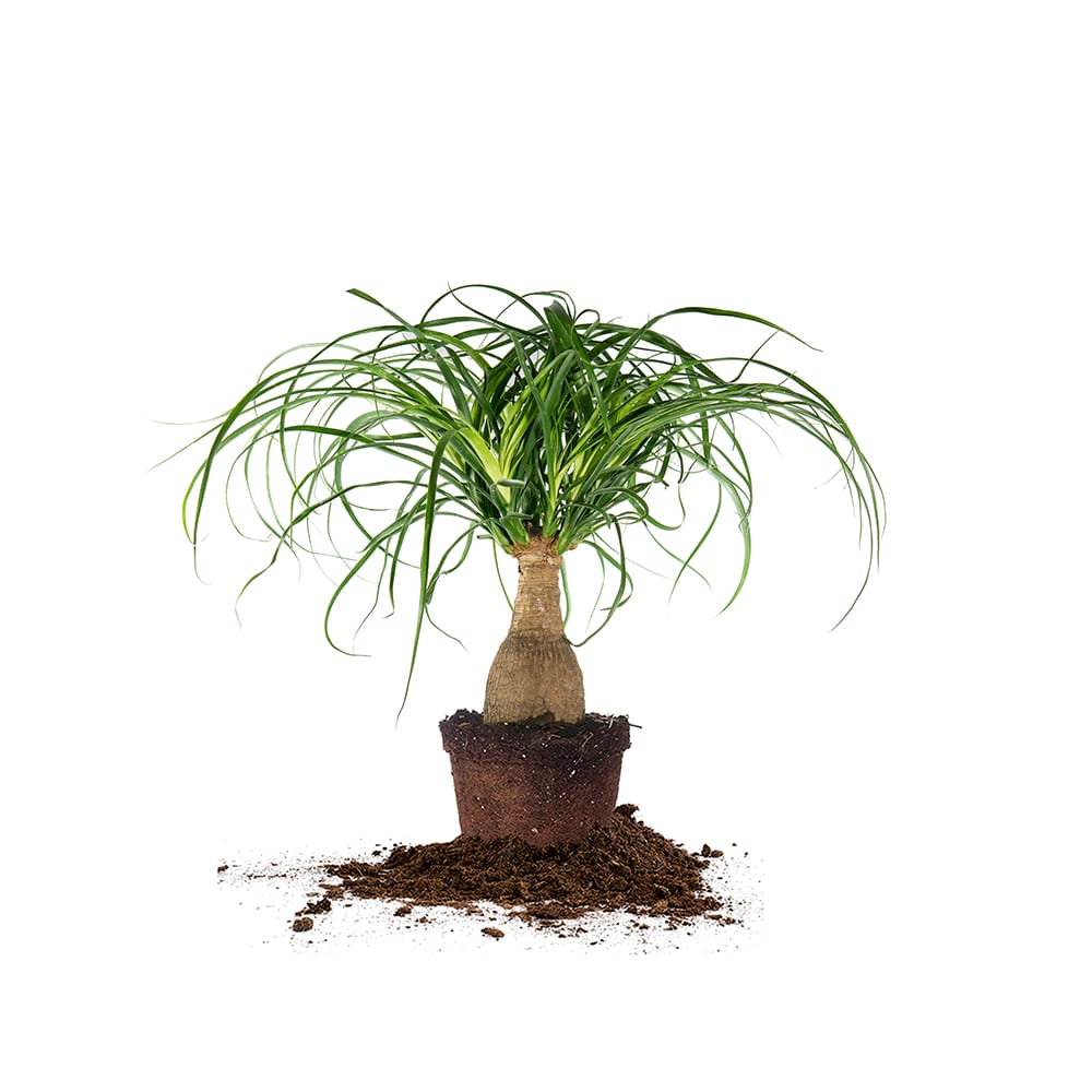 ornamental ponytail palm Ponytail Palm Tree - 6 Inch Pot