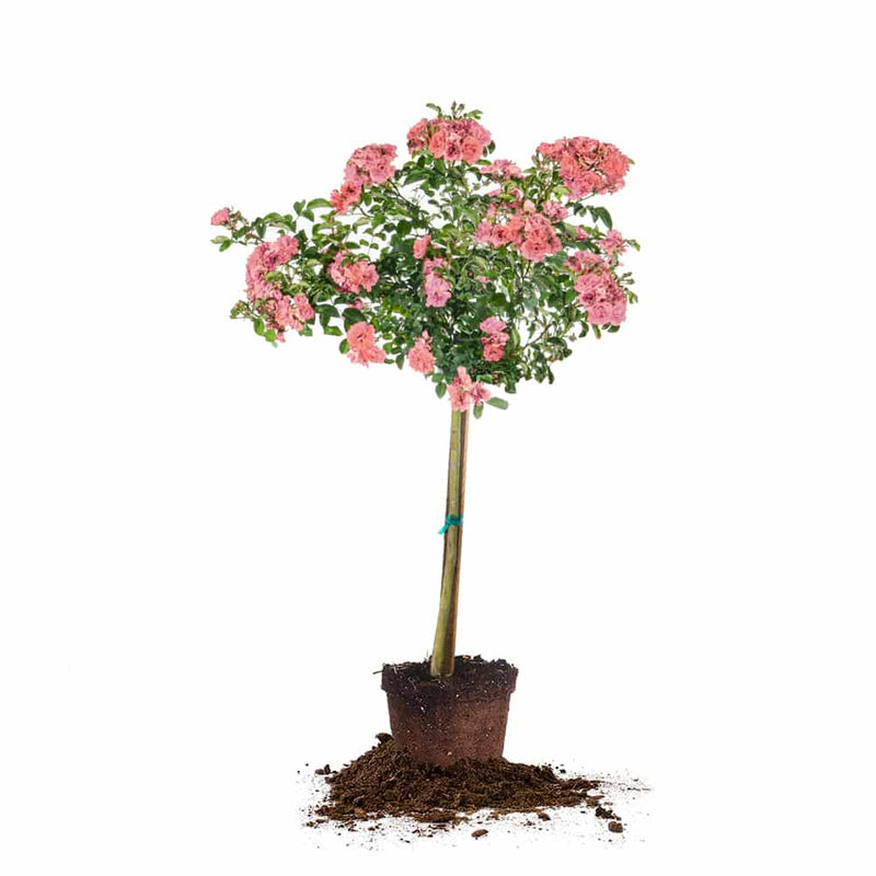 Peach Drift® Rose Tree