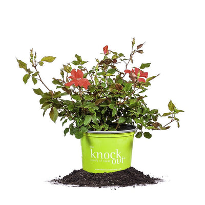 Red Knock Out® Rose Bush