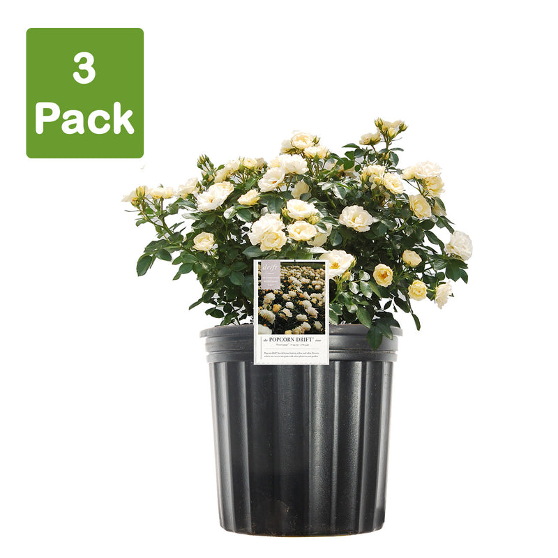 Popcorn Drift Rose for Sale | Buy Drift Roses Online | Perfect Plants