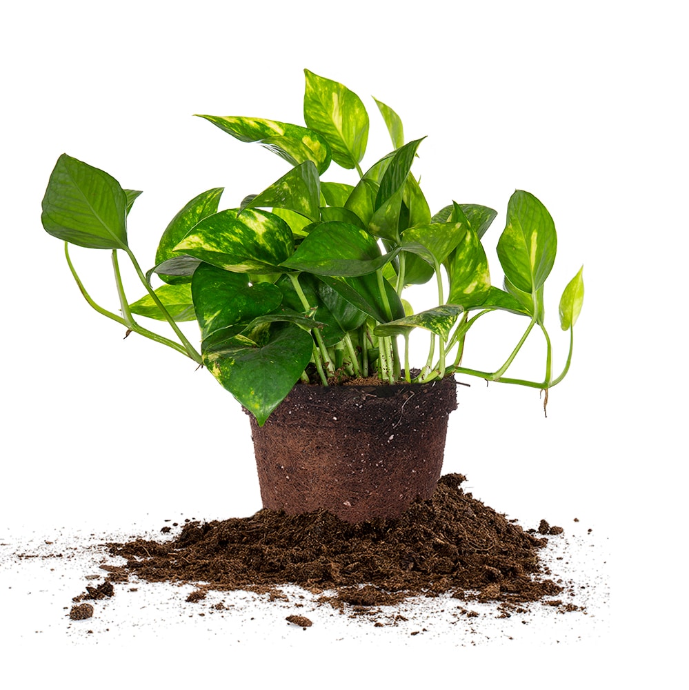 Golden Pothos - 8 Inch Hanging Basket