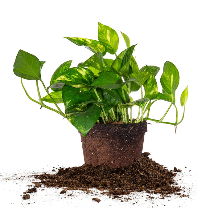 Golden Pothos - 8 Inch Hanging Basket
