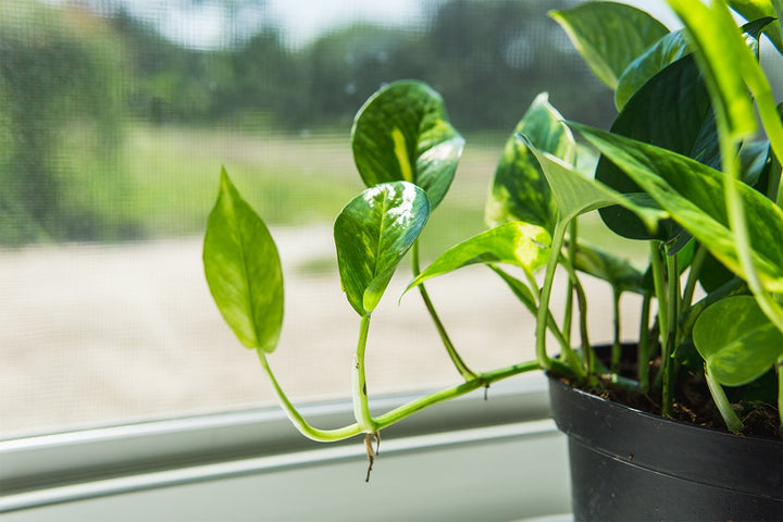 Golden Pothos - 8 Inch Hanging Basket