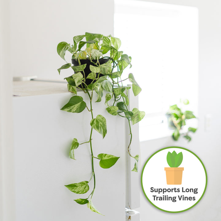 pothos njoy vs pearls and jade Pothos N'joy, Pearls and Jade in Trellis