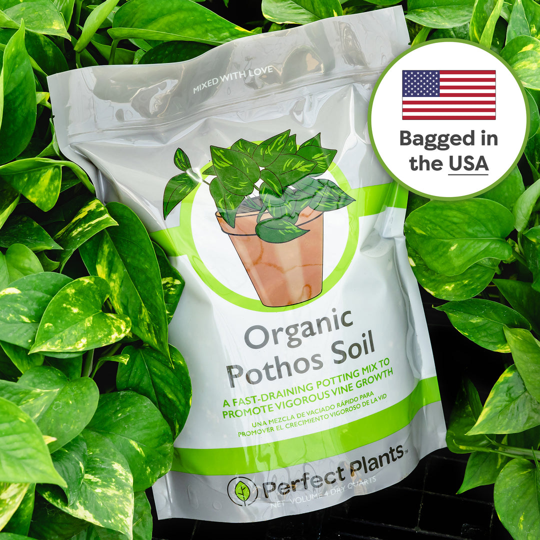 Organic Pothos Soil - 4 Quart