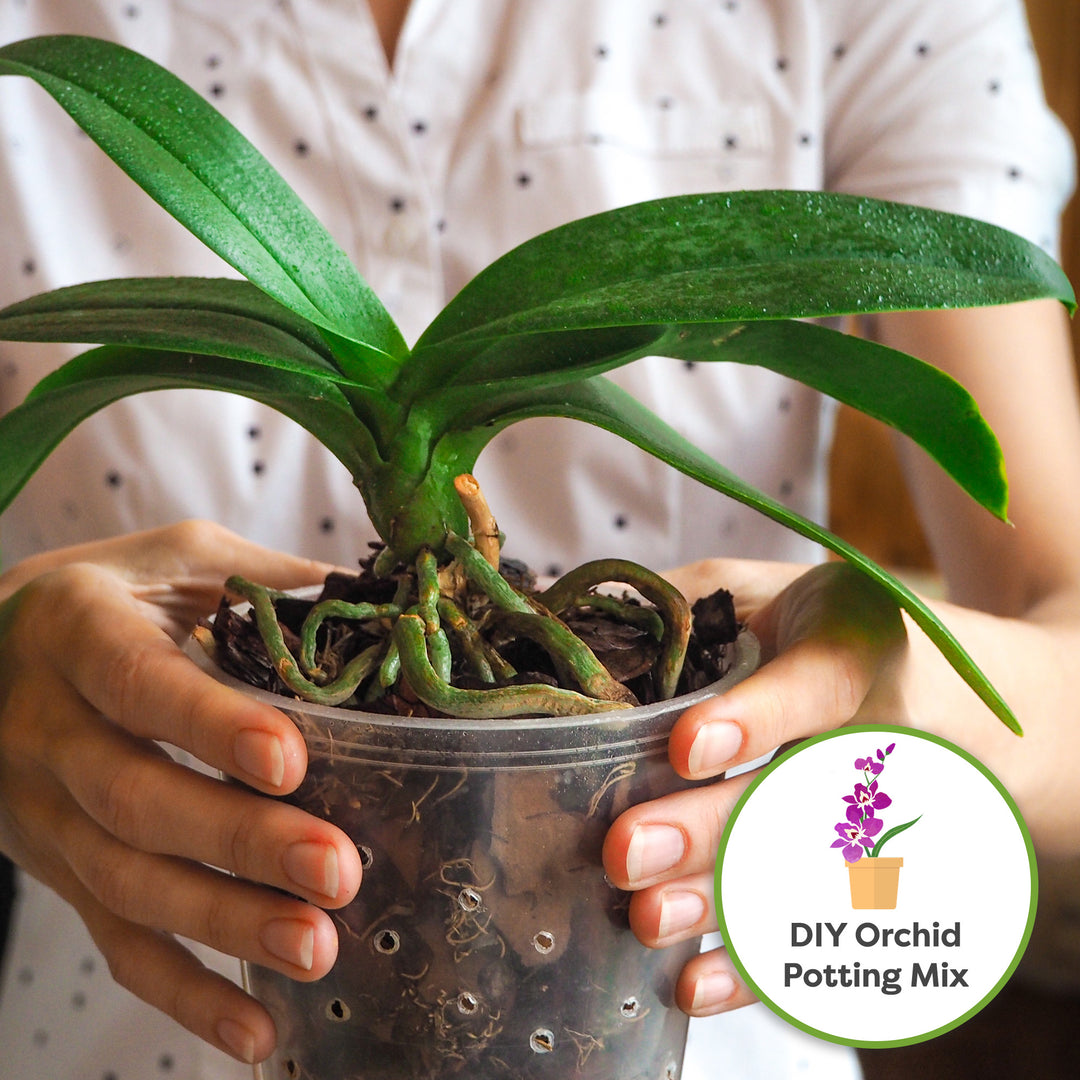 Premium Orchid Bark Mix - 8 quarts | Perfect Plants