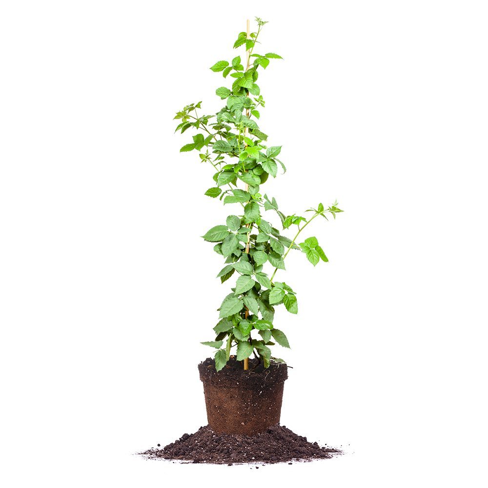Prime Ark Freedom Blackberry Plants for Sale