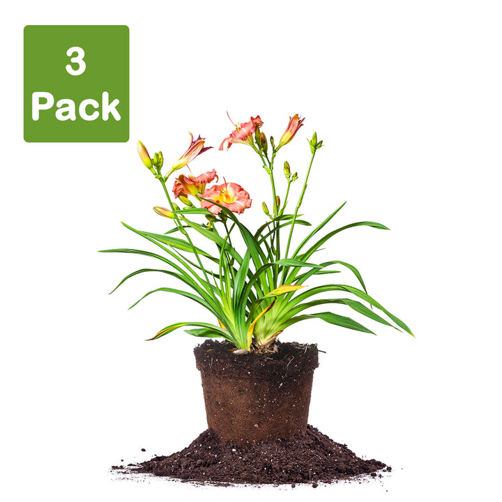 planting daylilies in a pot Purple de Oro Daylily for Sale | Buy Flowering Shrubs