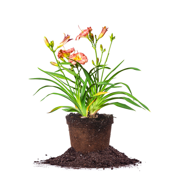 can i plant daylilies in a pot Purple Oro Daylily Shrub