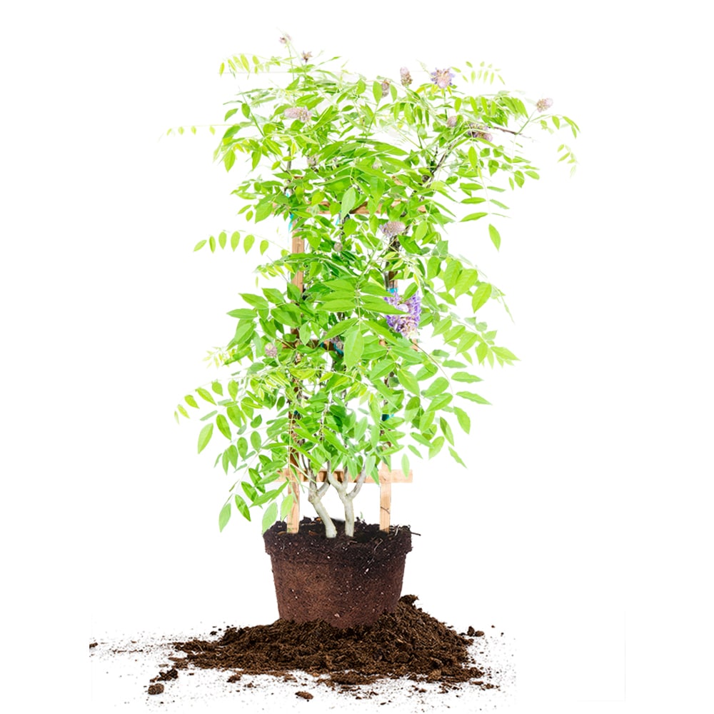 Wisteria Amethyst Falls - 3 Gallon / Single