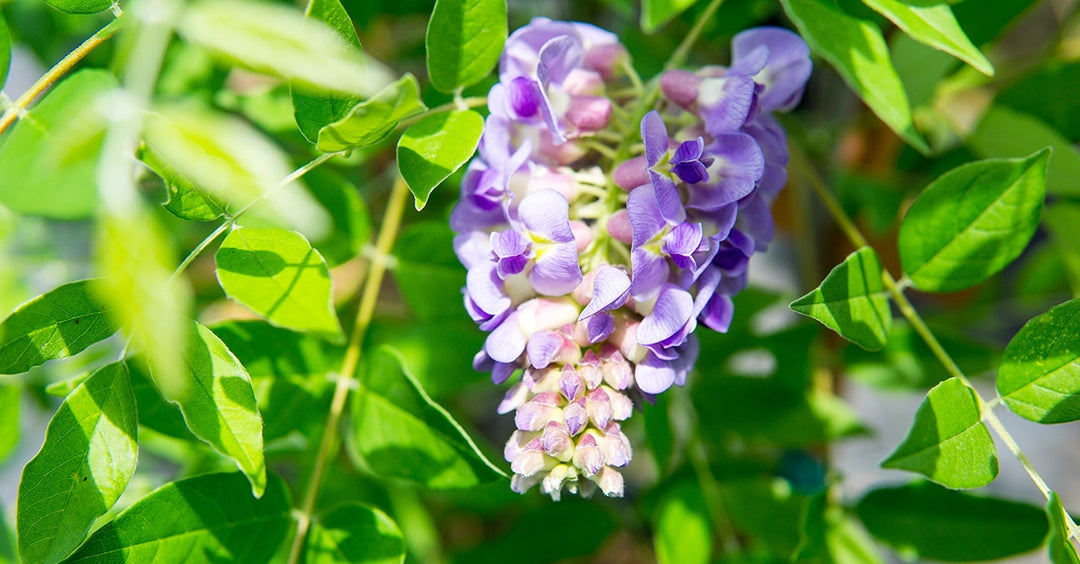 Wisteria Amethyst Falls - 3 Gallon / Single | Perfect Plants