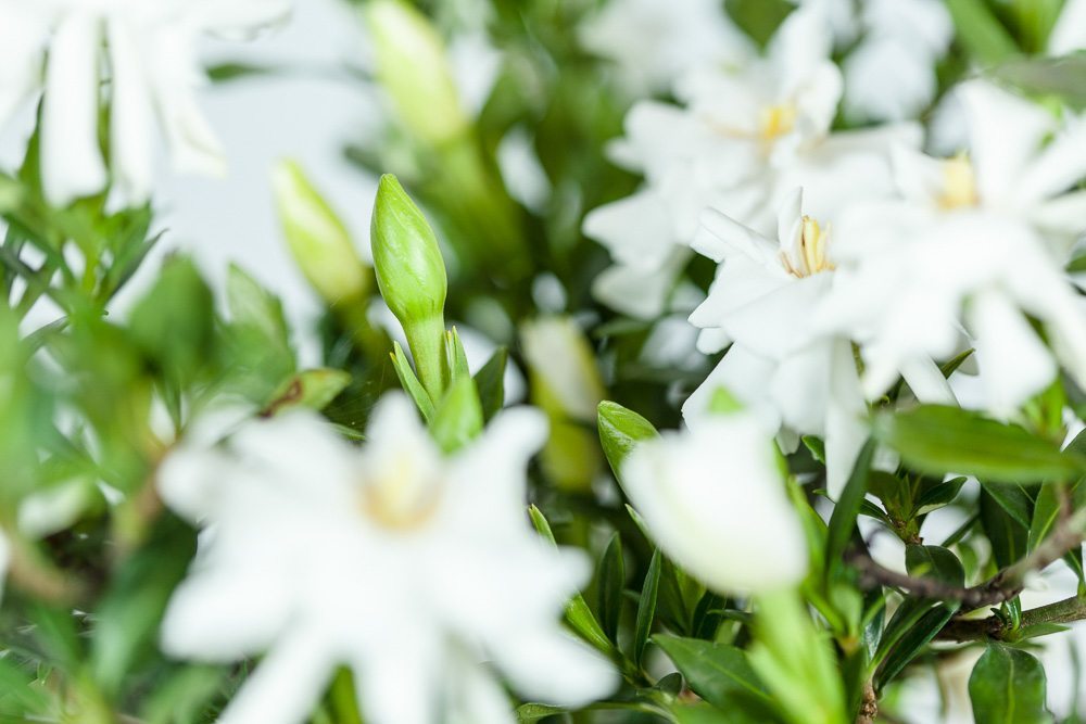 Dwarf Gardenia Radican Shrub for Sale | Perfect Plants