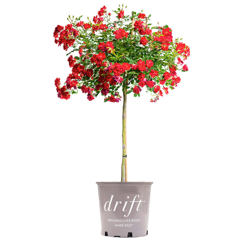 Red Drift® Rose Tree