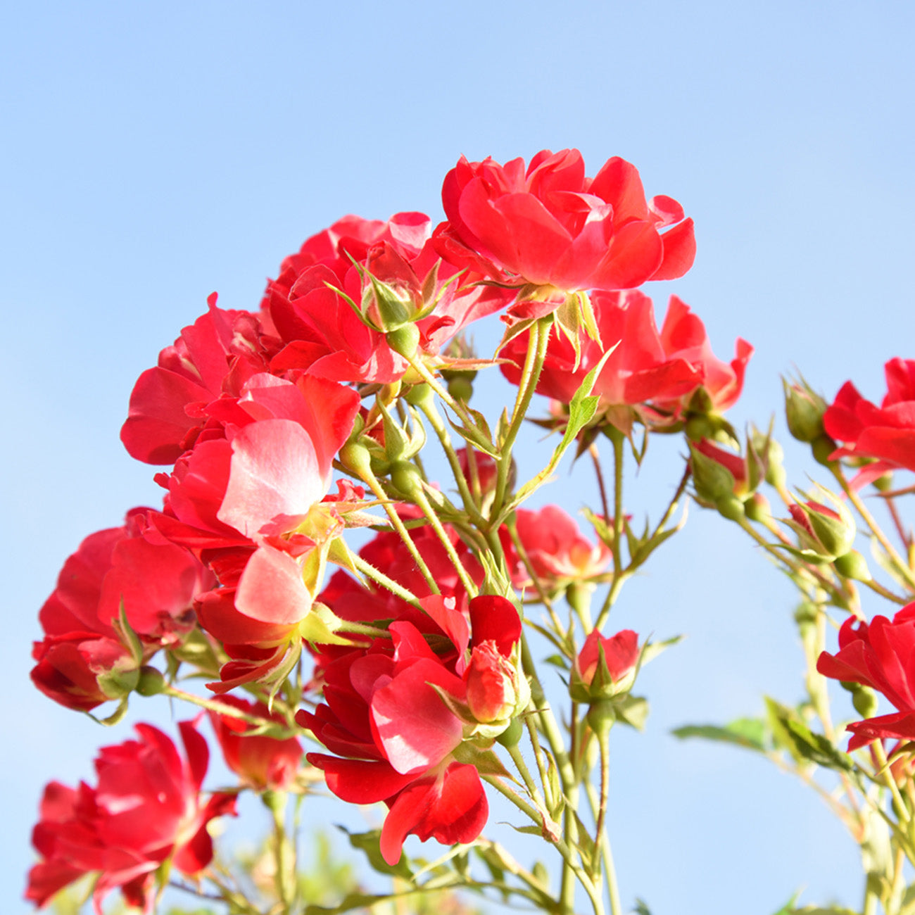 Red Drift® Rose Tree