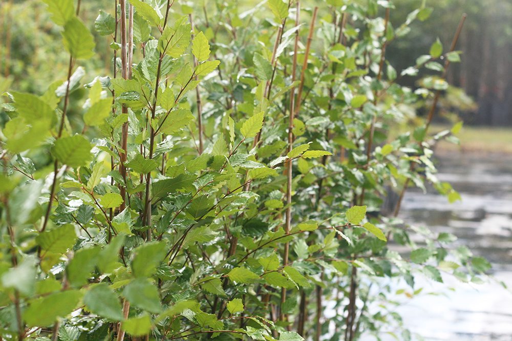 birch plant River Birch Tree - 4-5 ft