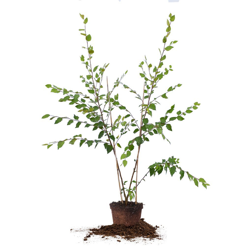 birch bonsai tree for sale River Birch Tree - 4-5 ft