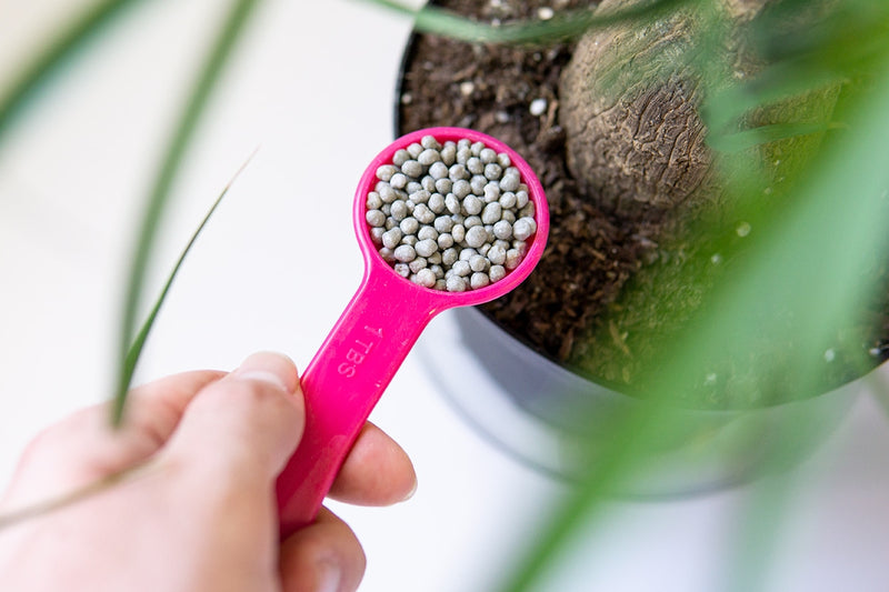 slow release fertilizer indoor plants Root Boosting Slow Release Fertilizer