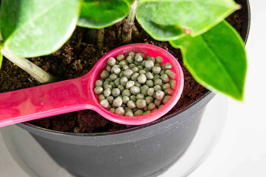 fertilizer to grow plants faster Root Boosting Slow Release Fertilizer