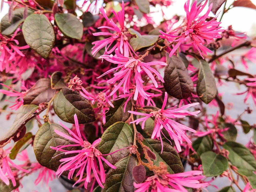 Ruby Loropetalum | Perfect Plants