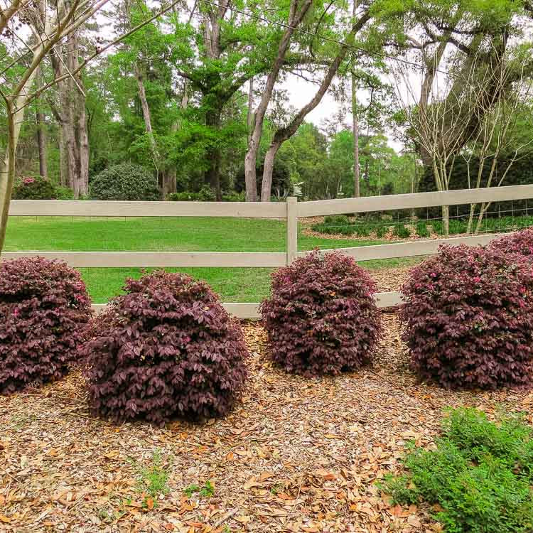 Perfect Plants Ruby Loropetalum 3 Gallon