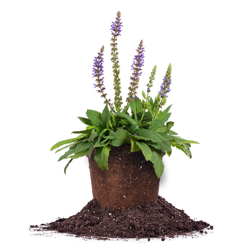 Salvia May Night in 1 gallon container for sale 