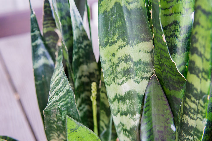 Sansevieria Zeylanica Snake Plant - 6 Inch Pot