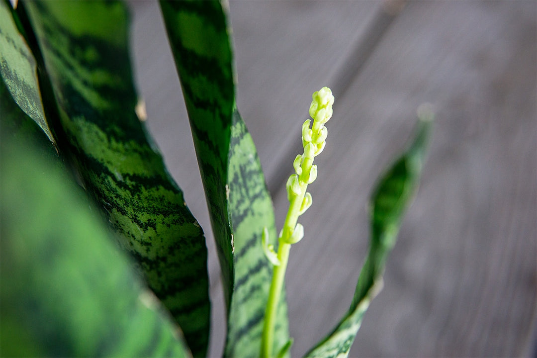 green snake like plant with single leaf Sansevieria Zeylanica Snake Plant - 6 Inch Pot