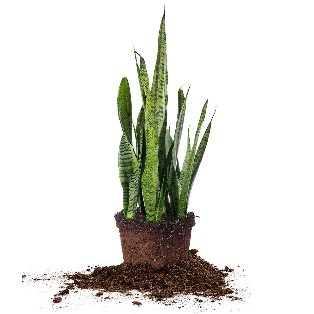 sansevieria zeylanica vs sansevieria laurentii Sansevieria Zeylanica Snake Plant - 6 Inch Pot