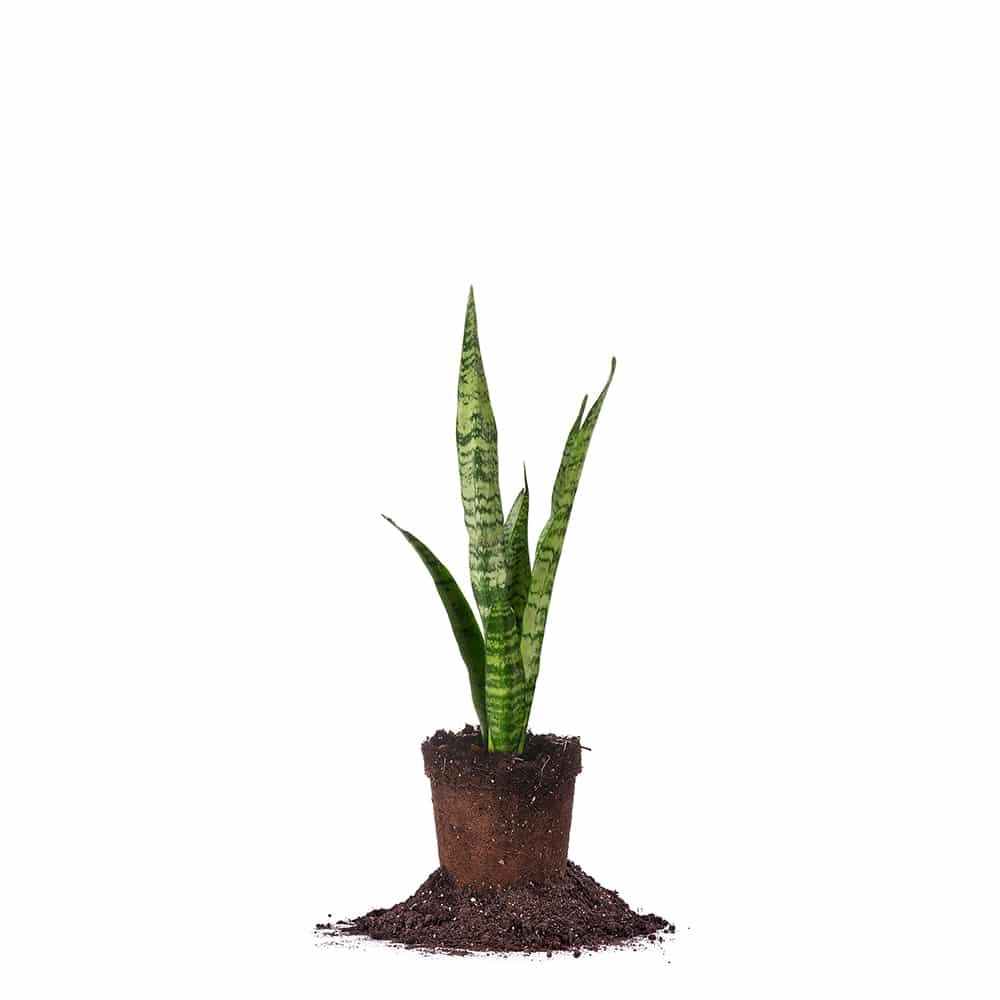 Sansevieria Zeylanica Snake Plant - 6 Inch Pot