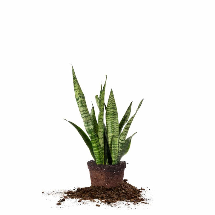 Sansevieria Zeylanica Snake Plant | Houseplants for Sale | Perfect Plants