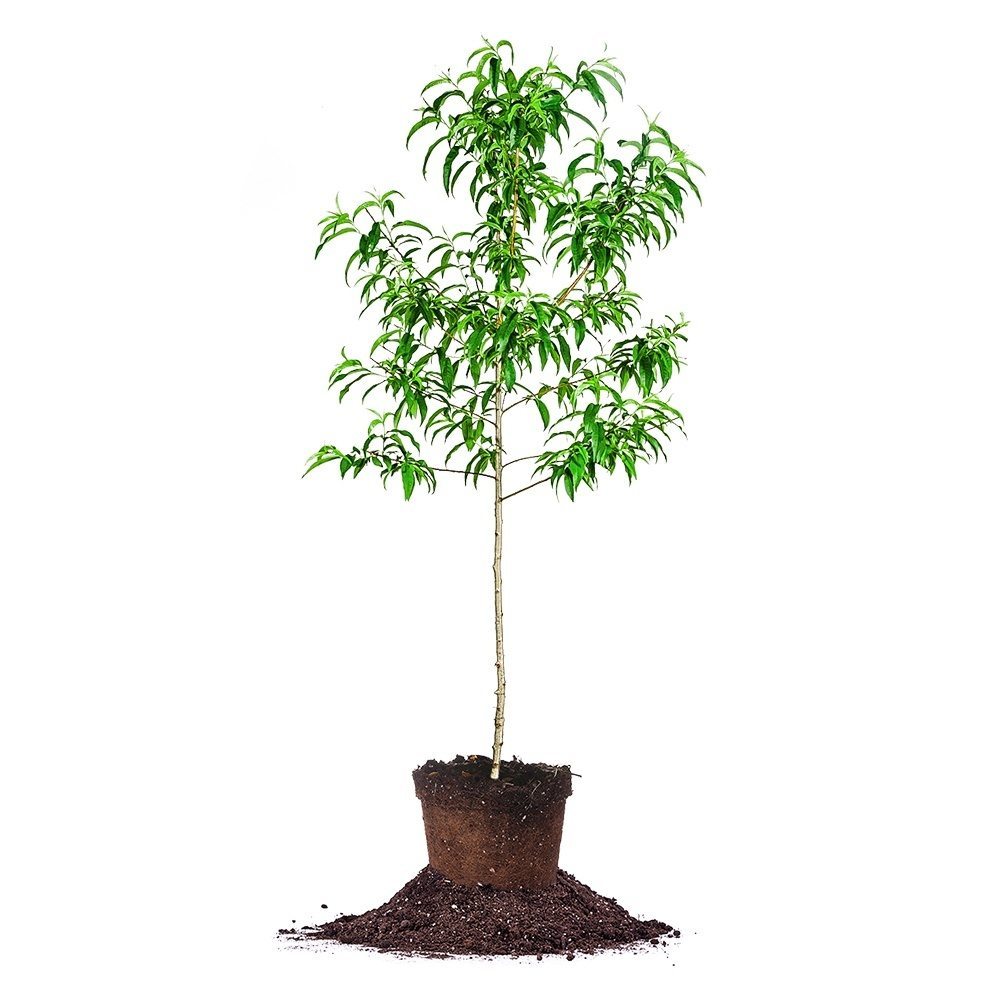 Order Santa Rosa Plum Tree | Sweet Plums | Perfect Plants